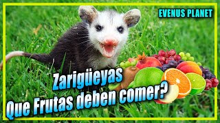 Zarigüeyas Que Frutas deben comer  Tlacuaches [upl. by Barthold]