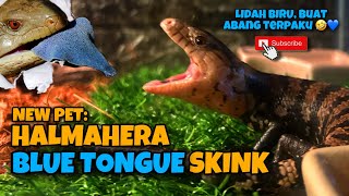 BLUE TONGUE SKINK IN THE HOUSE  HALMAHERA BLUE TONGUE SKINK [upl. by Seel160]