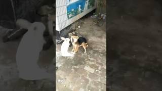 Dog vs rabbit 🐕amp🐇dog rabbit animals dogsoftiktok rabbitsoftiktok [upl. by Ahsyt]