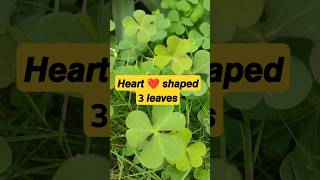 𝙊𝙭𝙖𝙡𝙞𝙨 𝙥𝙡𝙖𝙣𝙩 shorts short biology botanylove garden nature plants 11thbiology [upl. by Jalbert]