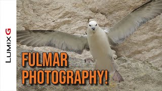 The UKs Mini Albatross photographing Fulmar using the Lumix G9 PreBurst [upl. by Ecinhoj]