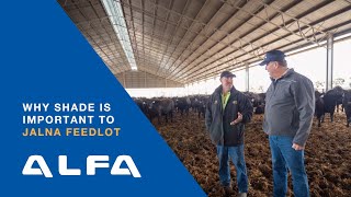 Why shade and shelter are important to Jalna Feedlot VIC [upl. by Aremus215]