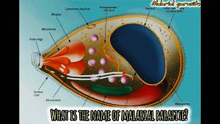 what is the name of malarial parasite  scifi science shorts [upl. by Gerty]