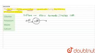 The ion which shows active influx into guard cells during day time in a photoactive stomata  12 [upl. by Nevin159]