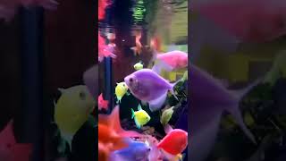 One inch two inch song bgm fish stetus [upl. by Valentine223]