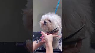 CAVAPOO PUPPY GETTING TEDDY FACELIFT AND COOL STYLING 🐾🐶🙉 groomed cavapoo pets cutepet [upl. by Yhprum]