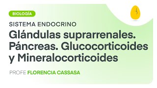 Glándulas suprarrenalesPáncreasGlucocorticoidesMineralocorticoides BiologíaEndocrino V6 Egg [upl. by Keefer]