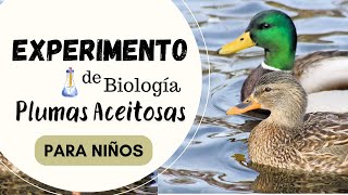 Plumas Aceitosas  Experimento De Biología Para Niños [upl. by Azilef609]