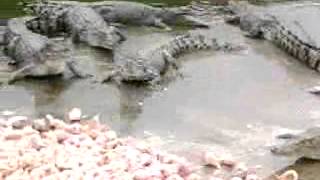 Croc feeding at Cairns Croc Farm [upl. by Phina134]