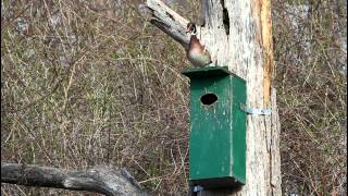 Canards branchus au nichoir — Wood Ducks at the nestboxe [upl. by Oam919]