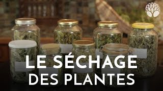 Le séchage des plantes [upl. by Eivets]