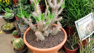 Pachypodium Horombense replantio [upl. by Sacrod]