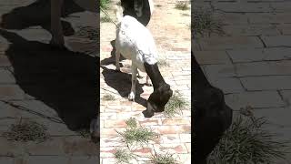 good enjoy short morning goats village life 206 [upl. by Nam767]