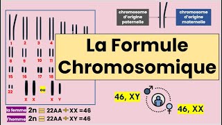 La Formule Chromosomique [upl. by Florentia]