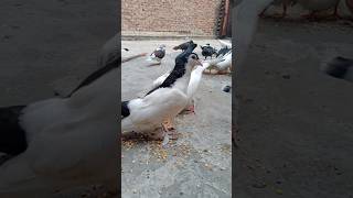 fancypigeon pigeonpigeon kabutar lahorikabootar [upl. by Notserc]