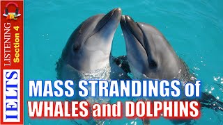 Cambridge IELTS Listening Practice  Section 4  Mass Strandings of Whales and Dolphins [upl. by Sterrett879]