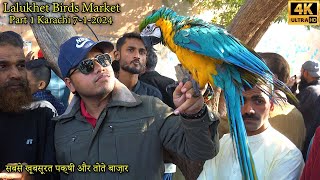 Lalukhet Exotic Birds Parrots Hen and Rooster Market Part 1 Karachi 712024  سوق الطيور الفريدة [upl. by Corey]