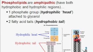 Macromolecules Part Four Lipids [upl. by Rotberg]