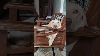 Aise bhole bam kar hai baithecute puppy [upl. by Donovan]