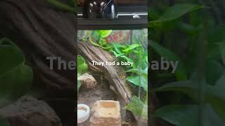 Red Eye Crocodile Skink Gives Birth Watch The Amazing Footage [upl. by Carver]