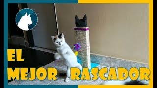 🐈 Rascador Para gatos Casero fácil 🐾 Paso a Paso 😺 [upl. by Elag278]