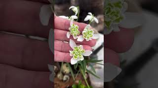 Double snowdrops Planting beautiful flowers 🌸 [upl. by Ardith835]