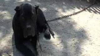 Visit to the King Zulu Kennel  Presa Canario Madrid [upl. by Aryam]