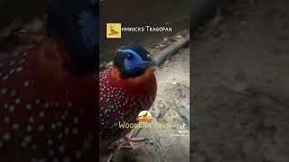 Temminicks Tragopan talking to me woodsideloft pheasants woodsideloft [upl. by Black]