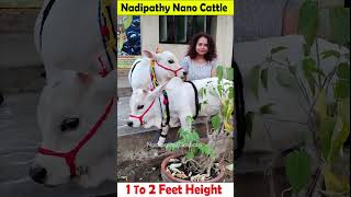 😍 1 To 2 feet height cattle😘 shortest cows breed youtube viral reels miniature trend youtube [upl. by Fanni730]