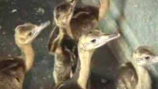 Raising RheasFrom Eggs to Adults Video [upl. by Azarria]