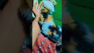 Beautiful Calico Kitten shortvideo [upl. by Helsa]