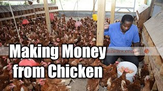 Making Money from Chicken Farming How to Improve your Kienyeji Chicken Farm [upl. by Maximo509]