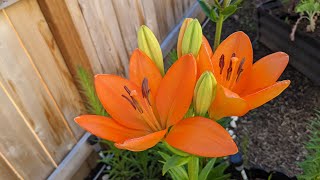 Asiatic Lily bloom 100 day time lapse [upl. by Dedrick]