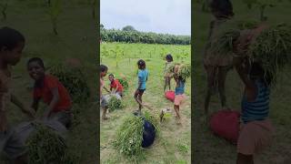 Bacche Sab Fruit Chori Kar lete Hain minivlog vlog aftabvlog farmvlog shorts [upl. by Cantlon]