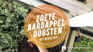 Zoete aardappel oogsten  Wat is het resultaat [upl. by Eadmund225]