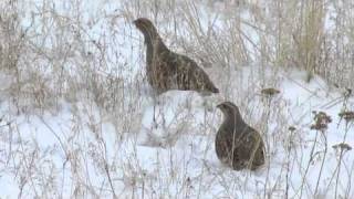 Gray Partridge [upl. by Llehcnom732]