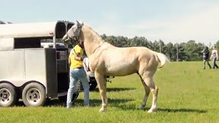 Unloading Tennessee Walking Horses of Foreman Arkansas Rackin and Stylin Trail Riders [upl. by Ardnaz]