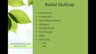 Baikal Skullcap or Chinese Skullcap  Uses dosage and Side Effects [upl. by Onstad]