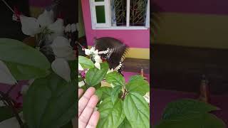 Magical butterfly viralvideo garden tranding motivation youtubeshorts shortsfeed shorts [upl. by Faythe546]