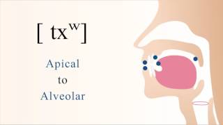 txʷ  unvoiced aspirated velarized labialized apical alveolar stop [upl. by Garnes274]