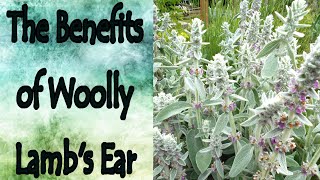 Benefits of Woolly Lambs Ear Stachys Byzantina [upl. by Hcurab307]