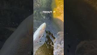 BASS VS TROUT 🤣🐟 fishing funny bass bassfishing trout fyp shorts viralvideo [upl. by Apilef623]