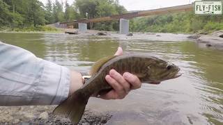 Fly Fishing  Esopus Creek August 10th 2019 [upl. by Nauqes]