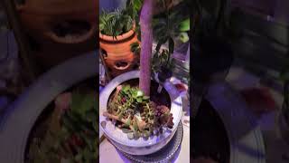 Night blooming cereus nature plants cereus garden mastergardener [upl. by Navar]