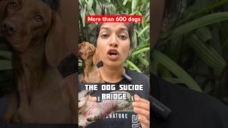 The Dog suïcide bridge🐶👻horrorstories shorts facts mystery youtubeshorts trending youtube [upl. by Brendis]