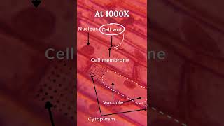 Onion Skin Epidermis Under Miscoscope 🔬  Class 9 Science Chapter 5  Learn Practically [upl. by Lenard]