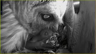 Mama Owl Feeds Day Old Owlet Leesville Owls 2024 03 19 [upl. by Yelhs675]