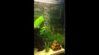 Giant Bronze Corydoras Breeding Spawning [upl. by Palestine]