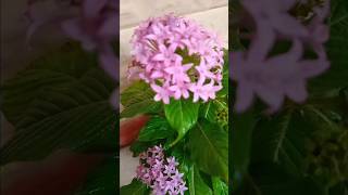 Pentas lanceolata Plantviralvideo garden [upl. by Yeleak]