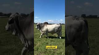 Mpraaa8 bull animalshorts cow animalfarming bulol brahmancattle dairyindustry [upl. by Aicats162]